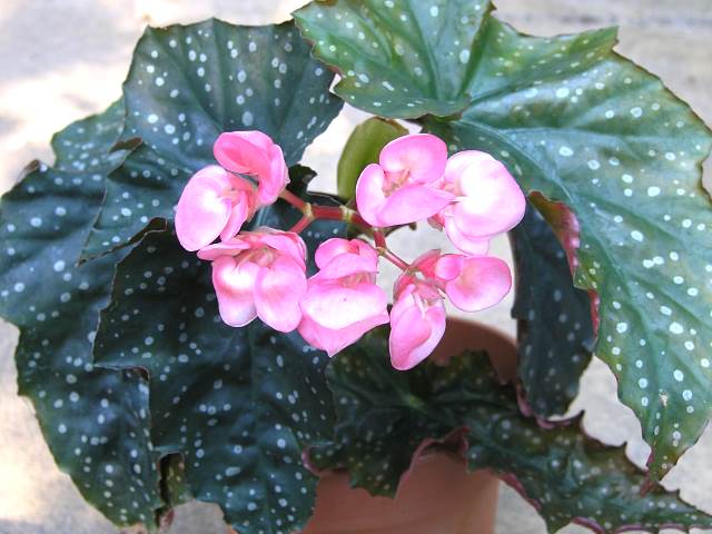 B. ‘L. M. Donovan’